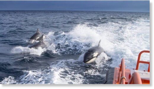 Orcas off Spain (file image courtesy MITMA)