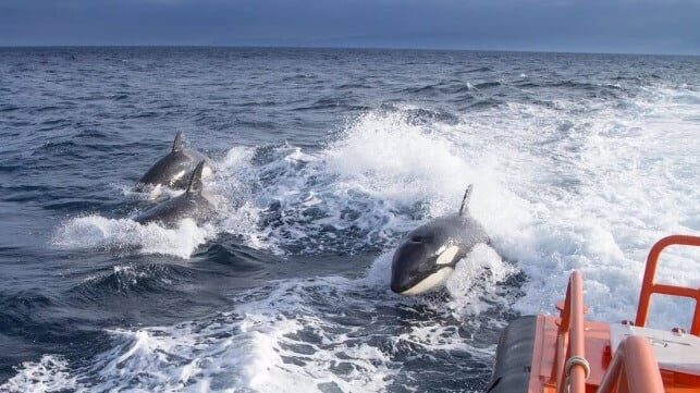Orcas off Spain (file image courtesy MITMA)