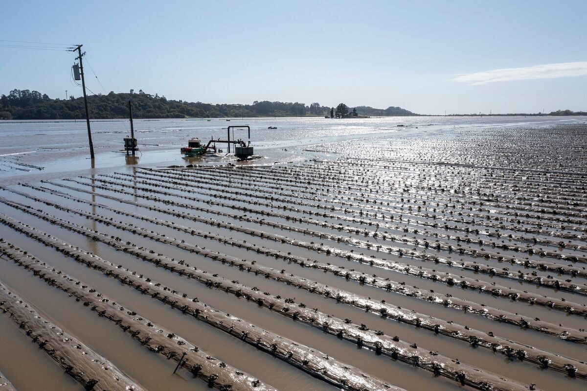 Flooded strawberry fields in Pajaro, California,