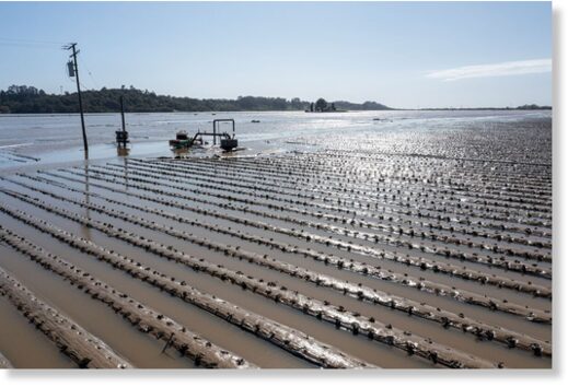 Flooded strawberry fields in Pajaro, California,
