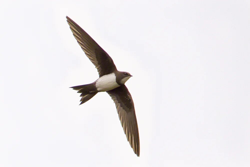 This Alpine Swift was well twitched at Oldbury Power Station, Gloucestershire, from 15-17th