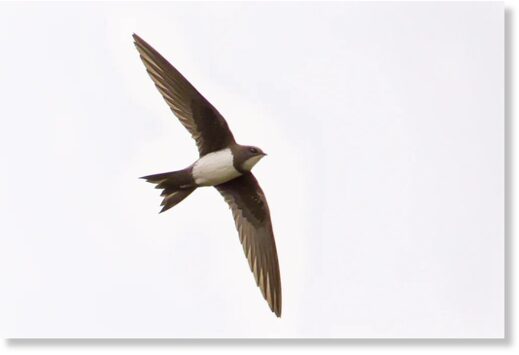 Click to enlarge This Alpine Swift was well twitched at Oldbury Power Station, Gloucestershire, from 15-17th
