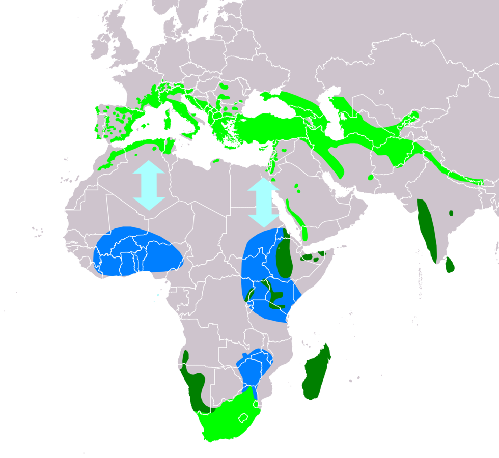 Distribution of the Alpine Swift