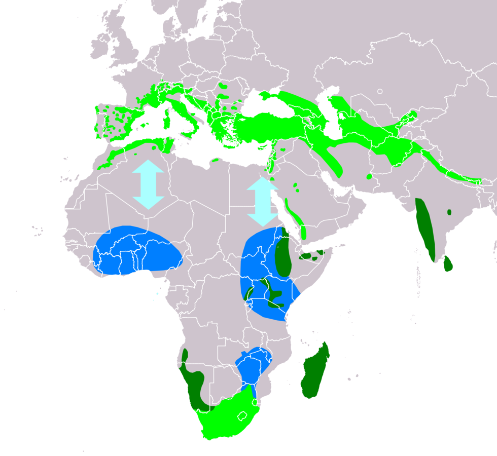 Click to enlarge Distribution of the Alpine Swift