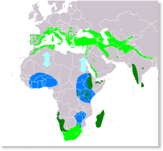 Distribution of the Alpine Swift