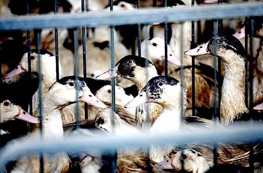Vaccine-makers prep bird flu shot for humans 'just in case'