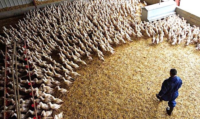 Click to enlarge Flock Ducks