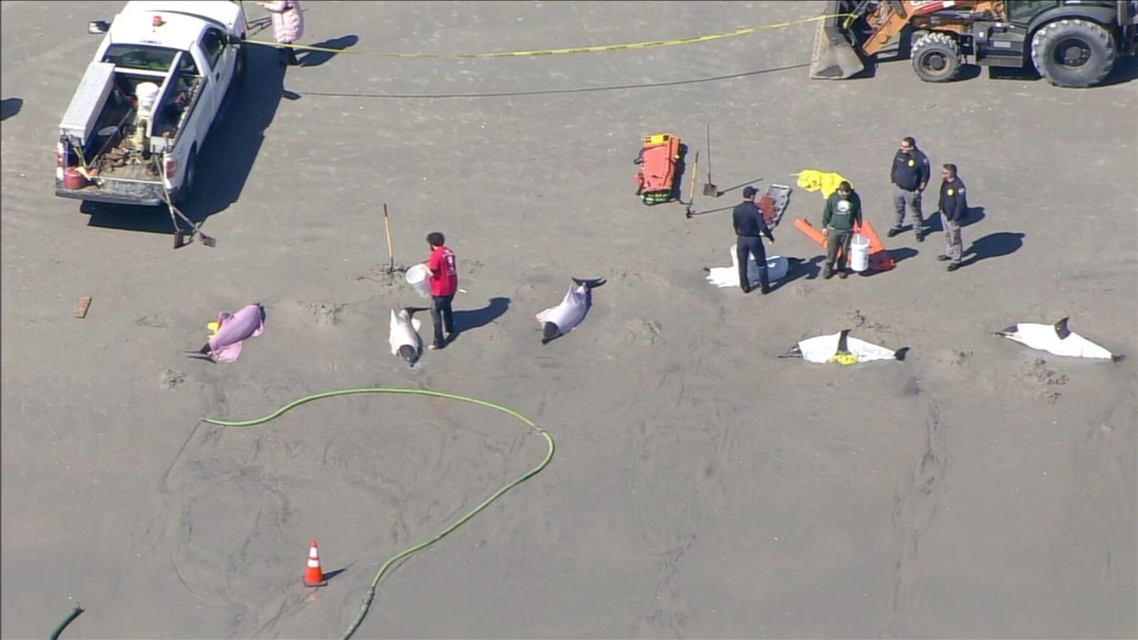 A pod of dolphins that became stranded on a beach in Sea Isle City at the Jersey Shore
