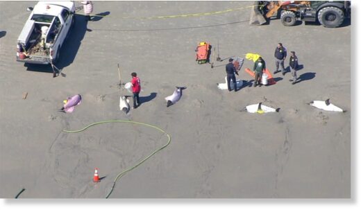 A pod of dolphins that became stranded on a beach in Sea Isle City at the Jersey Shore