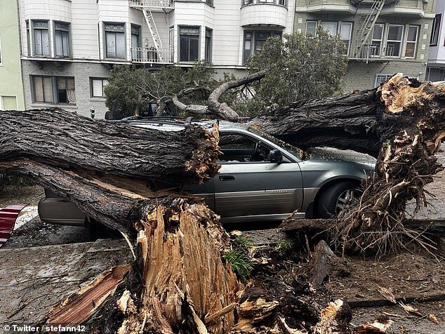 Click to enlarge bomb cylone san francisco downed tree