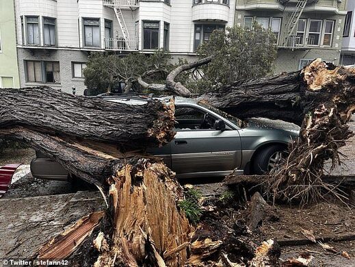Click to enlarge bomb cylone san francisco downed tree