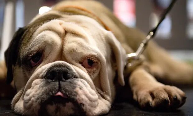 pet dog british bulldog