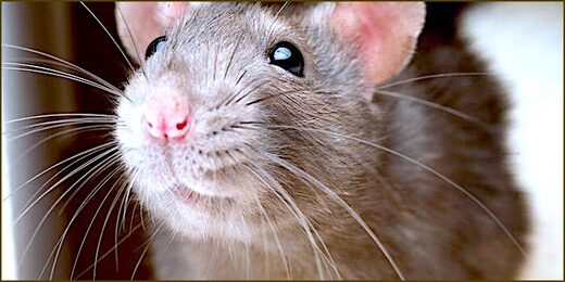 A Rat