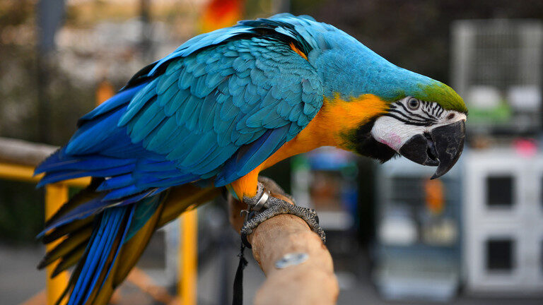 Parrot