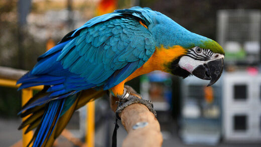 Parrot