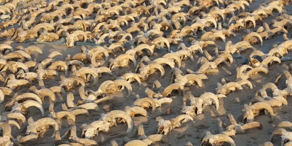 Some of the 2,000 ram heads discovered in Egypt.