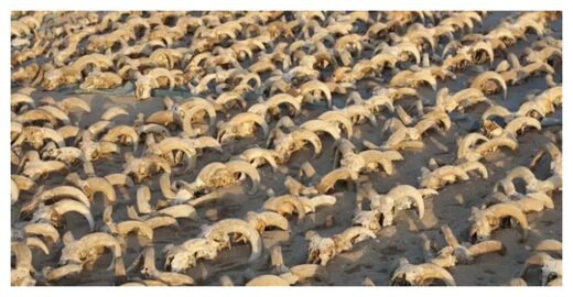 Some of the 2,000 ram heads discovered in Egypt.