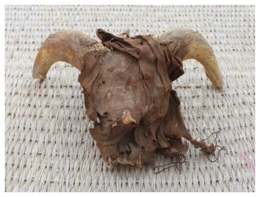 One of the ancient ram heads discovered