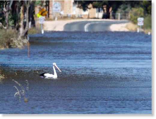 Click to enlarge Birds, fish and other wildlife are flourishing after the flooding of South Australia's River Murray.