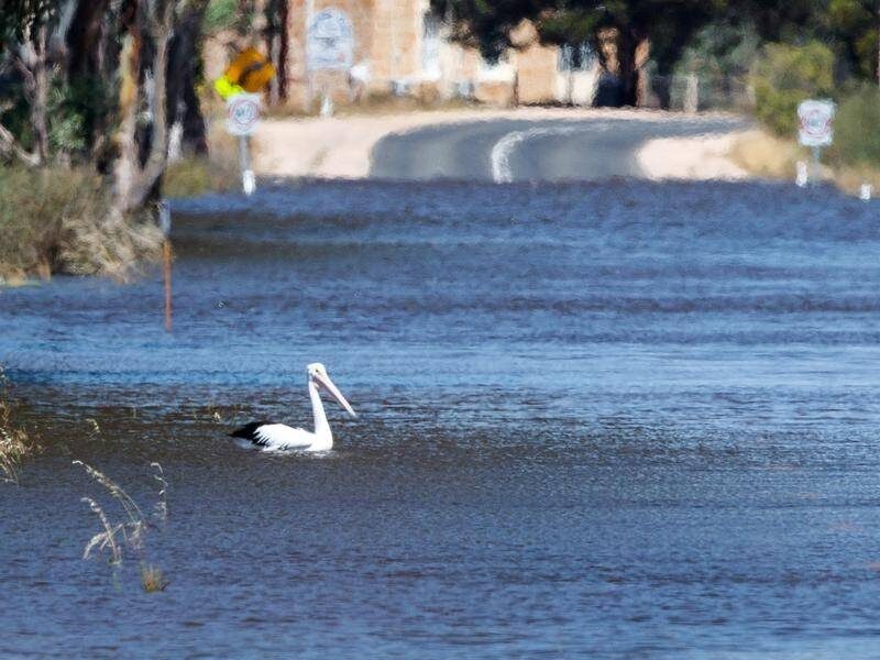 Birds, fish and other wildlife are flourishing after the flooding of South Australia's River Murray.