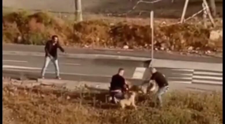 Officer shoots dog on street in Spain