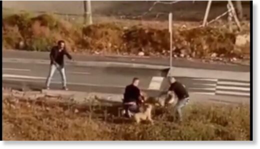 Officer shoots dog on street in Spain