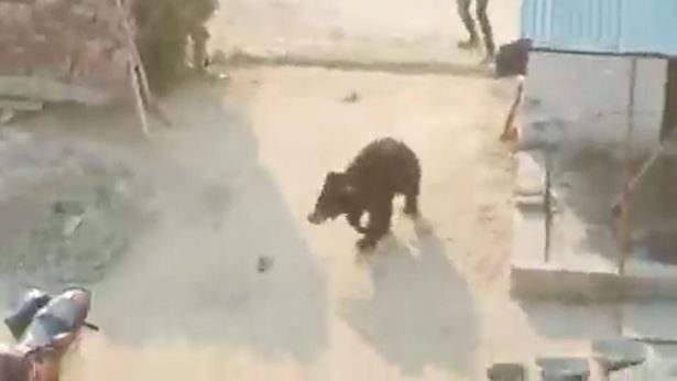 Click to enlarge The bear can be seen turning to chase a villager