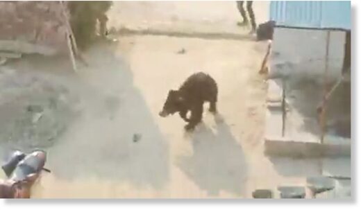 The bear can be seen turning to chase a villager