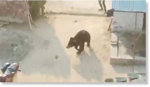 Click to enlarge The bear can be seen turning to chase a villager