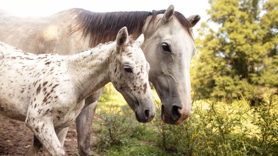 Click to enlarge Domestic horses