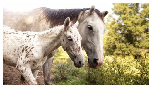 Click to enlarge Domestic horses