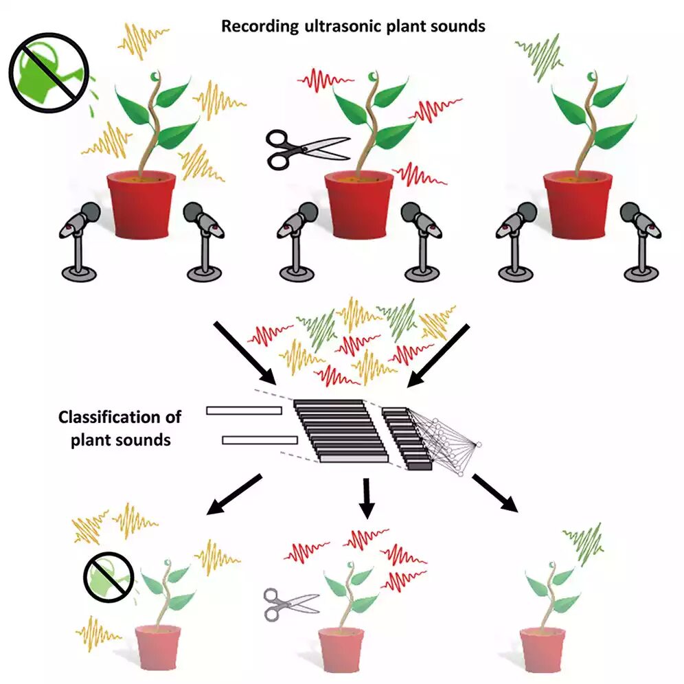 plant sounds 2