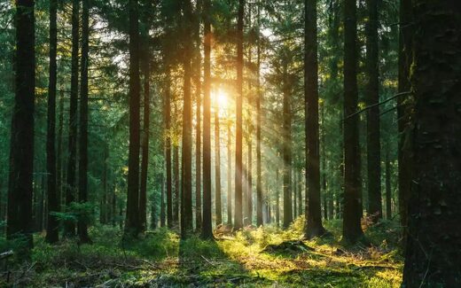 Click to enlarge forest