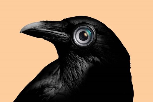 surveillance crow