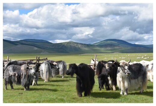 Yaks graze in modern day Mongolia.