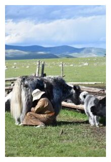 Click to enlarge Yaks graze in modern day Mongolia.