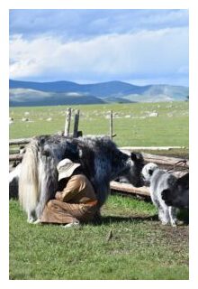 Yaks graze in modern day Mongolia.