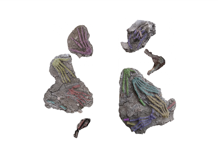Study reveals first osteological evidence of severed hands in ancient Egypt