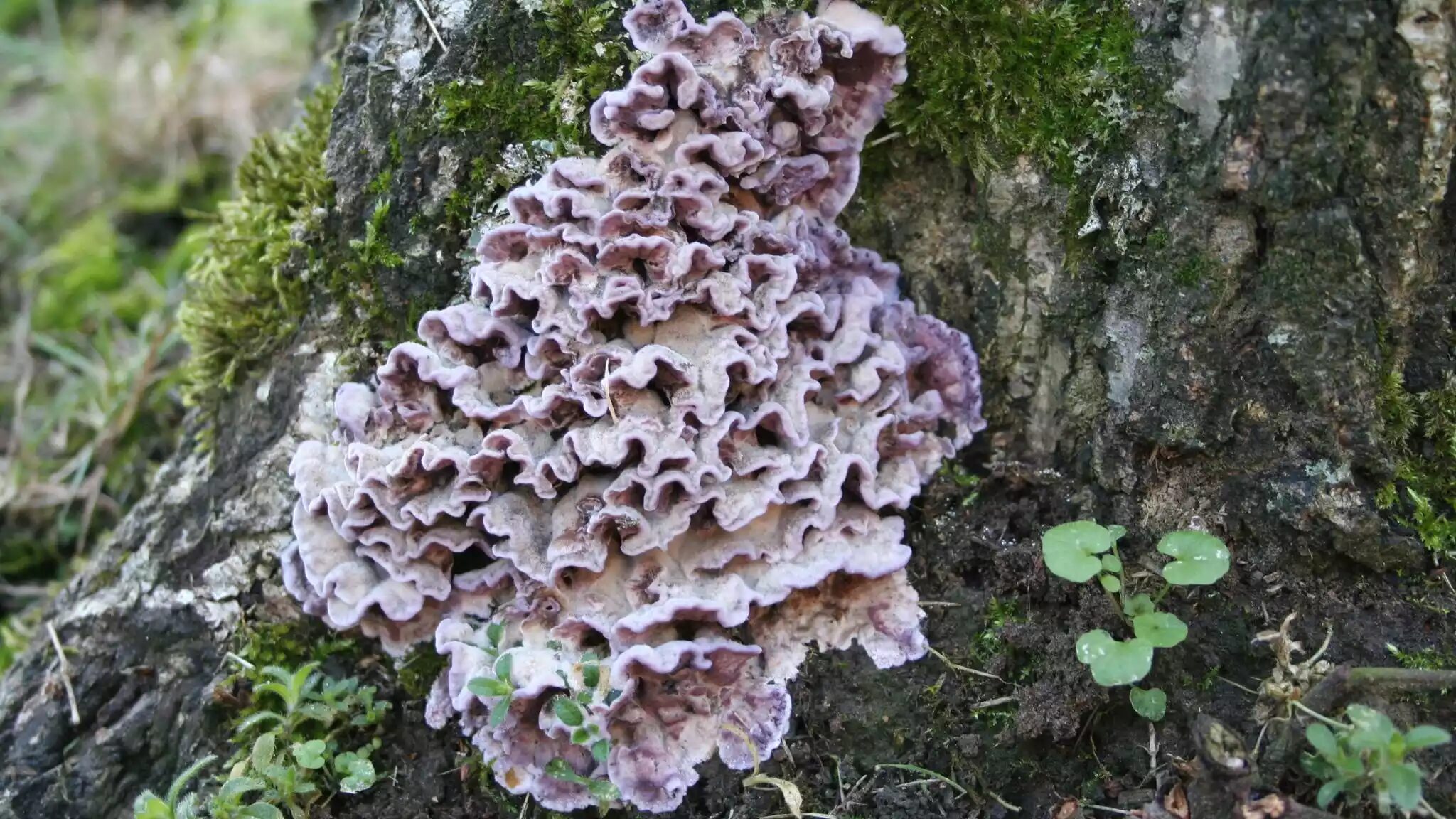 Chondrostereum purpureum