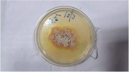 Chondrostereum purpureum petri dish