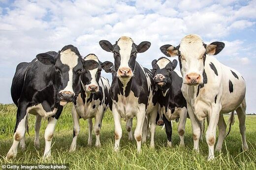 Farmers will be ordered to feed cows 'methane suppressants' to stop them belching and breaking wind under government plans to reach net zero