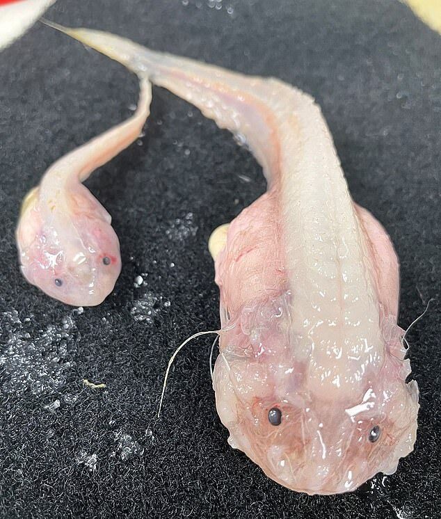 deepest fish snail fish