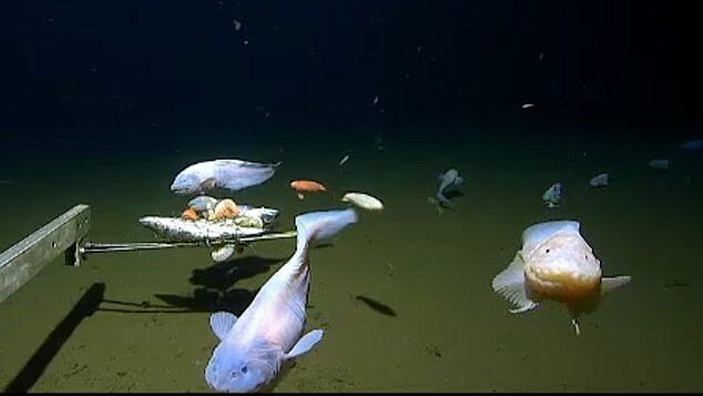 deepest fish snail fish