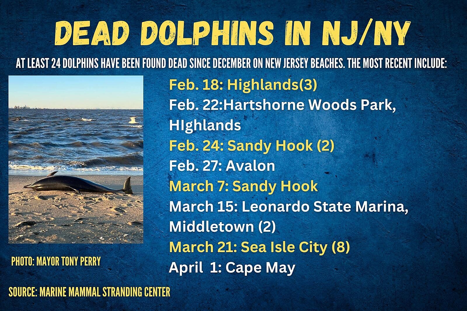 Most recent dolphin strandings on New Jersey
