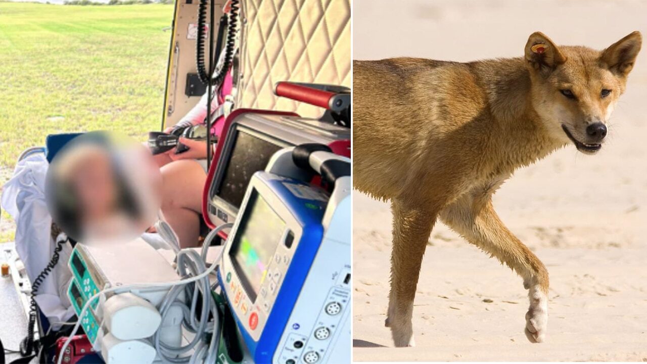 A little girl has been flown to hospital after she was attacked by a dingo which held her underwater and repeatedly bit her on the head.