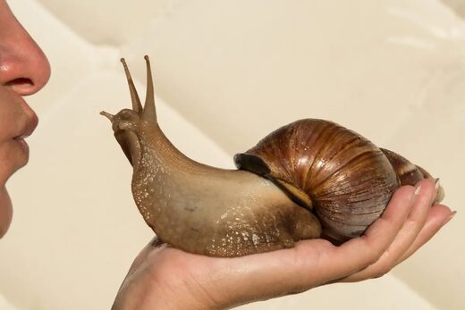 Click to enlarge giant snail