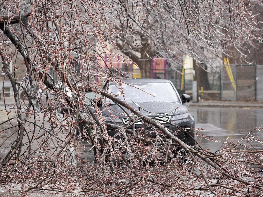 Fallen tree branches are shown on a street