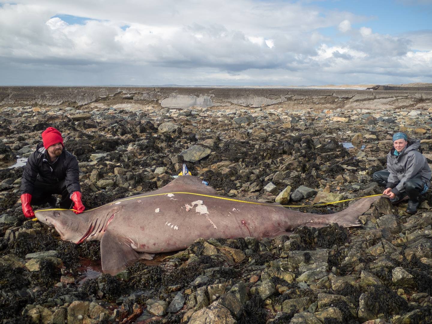 Dr Nicholas Payne and Dr Jenny Bortoluzzi measure the 14ft female smalltooth sand tiger shark on Kilmore Quay in Co Wexford