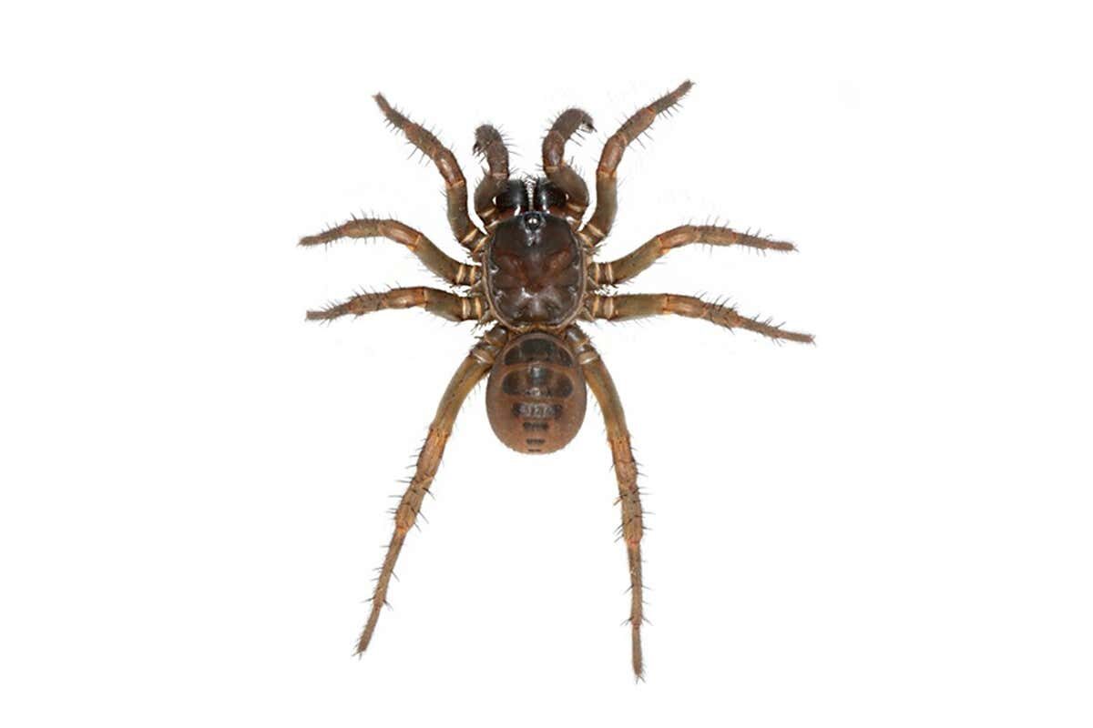 spider