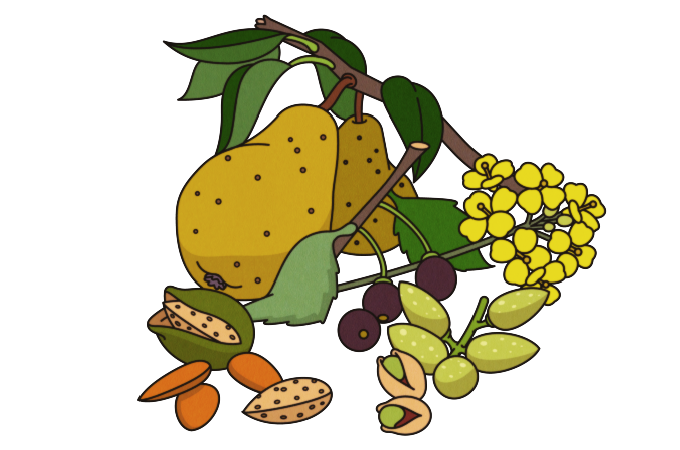fruit nuts